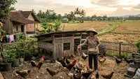 7 Usaha Ternak Modal Kecil Setelah Panen Padi, Tetap Produktif saat Lahan Kosong