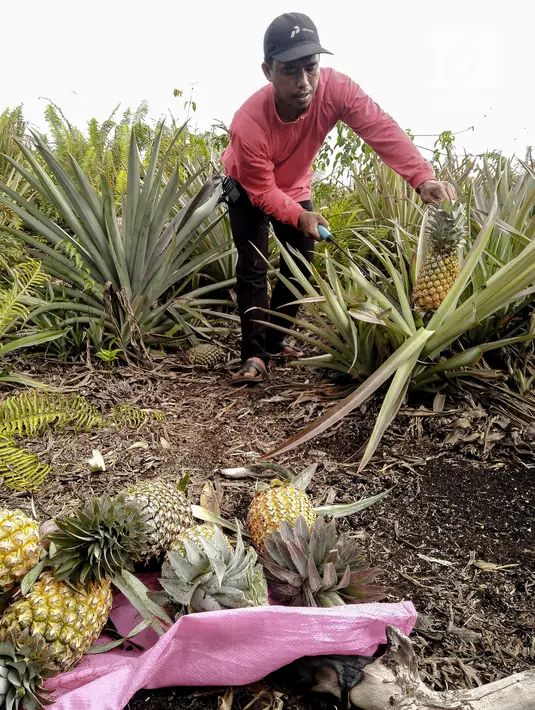Petani yang tergabung Masyarakat Peduli Api bersama Komunitas Tani Tunas Makmur memetik nanas di Sei Pakning, Bengkalis, Riau, Rabu (11/9/2019). Perkebunan dikelola masyarakat dengan pola kemitraan pasca kebakaran hutan dan lahan dengan menanam nanas. (Liputan6.com/Faizal Fanani)