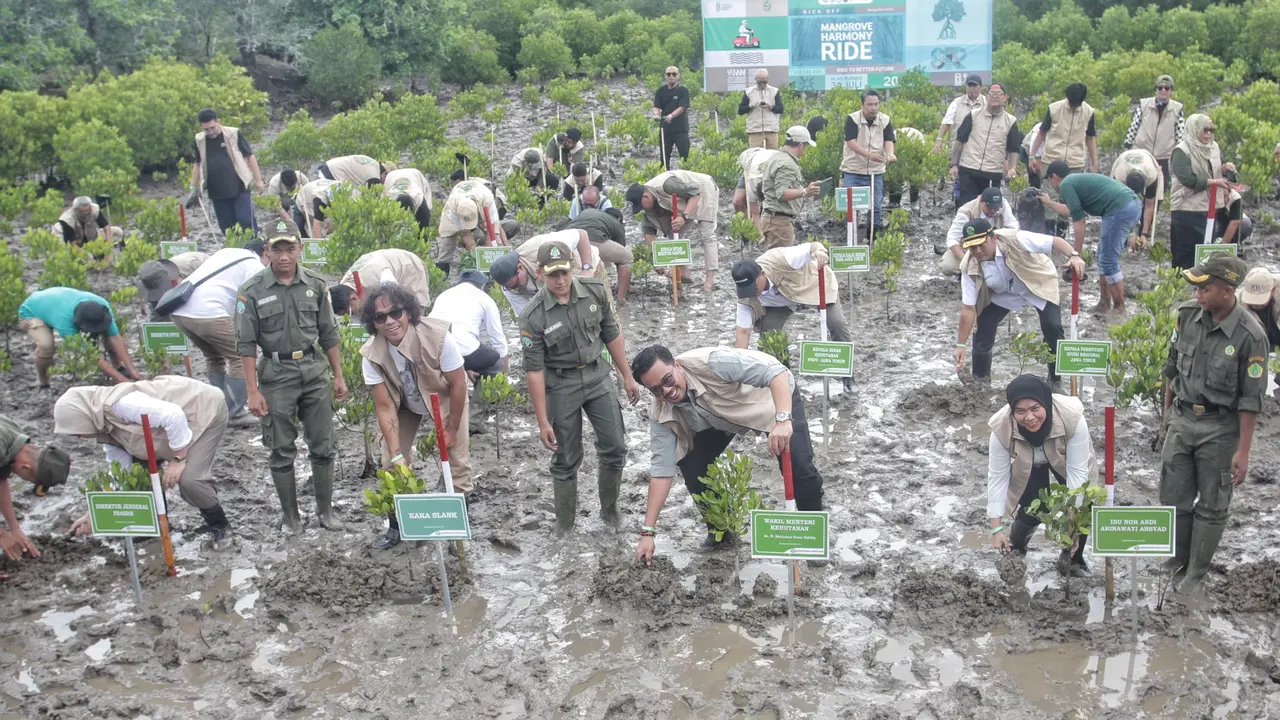 Mangrove Festival 2025 Dibuka di Alas Purwo, 41 Ribu Hektare Hutan Mangrove Bakal Kembali Ditanami