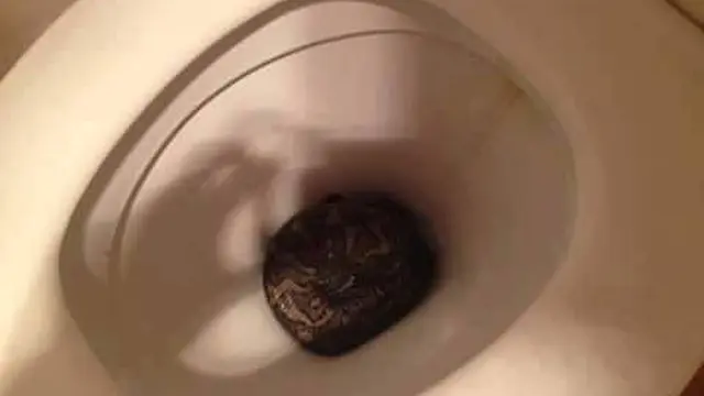 6 Momen Ngeri Ular Piton Muncul di WC, Gagal BAB