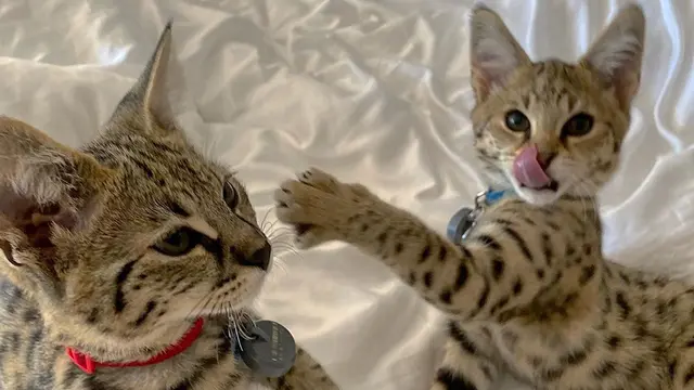 [Fimela] Kucing Justin Bieber