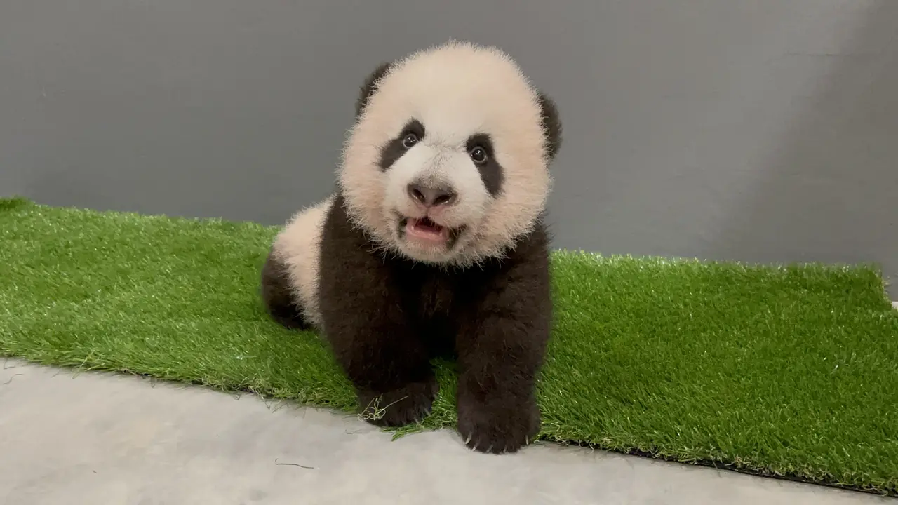 Bayi panda kai kai dan jia jia