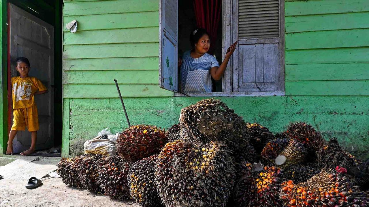 FOTO: Melihat Perkebunan Kelapa Sawit Rakyat Terbesar di Provinsi Aceh