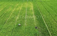 Kotim Targetkan Penanaman Padi Serentak 284 Hektare di Lahan Cetak Sawah Rakyat untuk Ketahanan Pangan