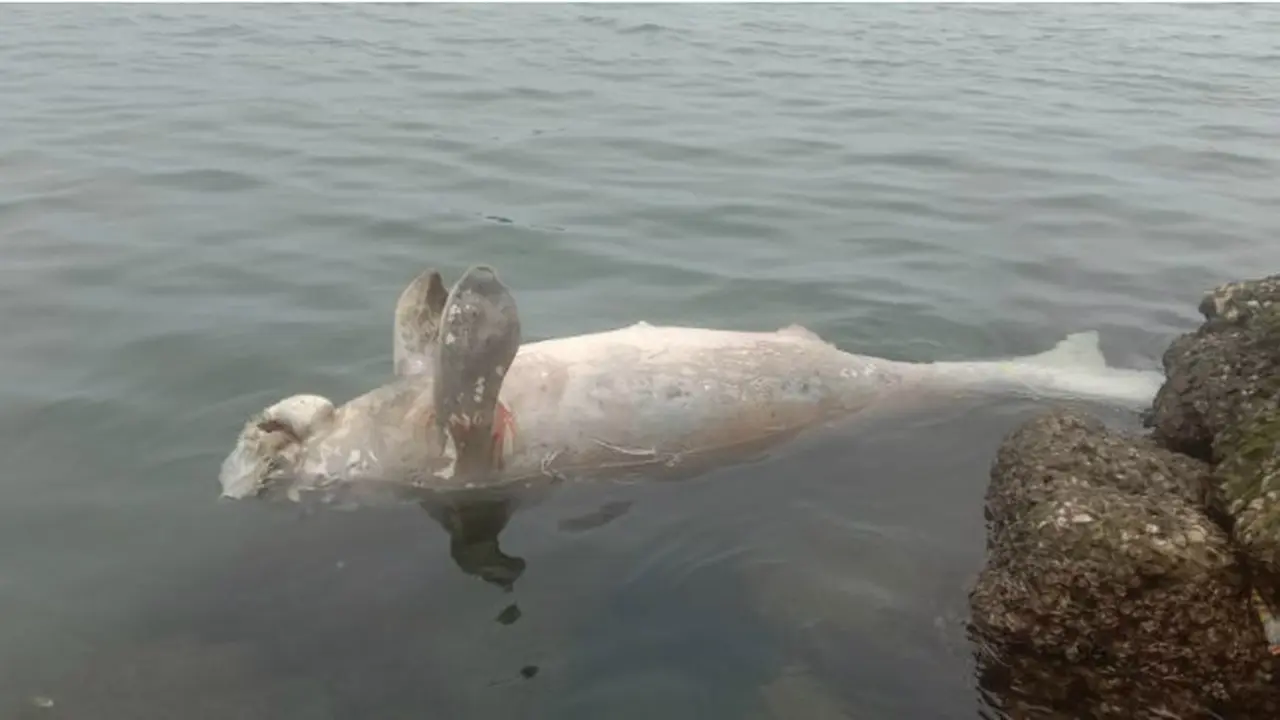 Seekor Dugong Ditemukan Mati di Sekitar Pantai Manakarra Mamuju