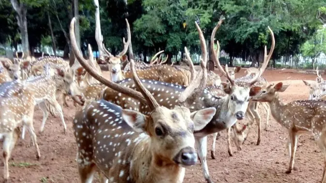Rusa TMP Kalibata Kabur, Berkeliaran di Jalanan