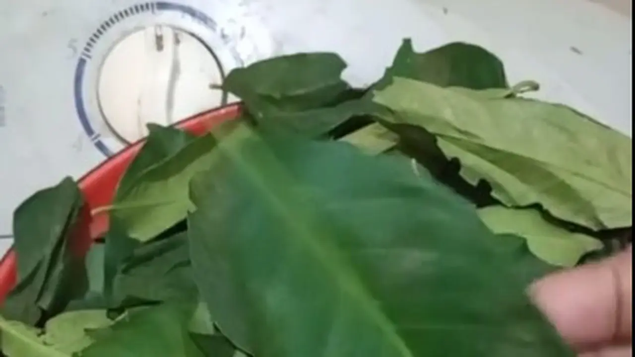 Cara Simpan Daun Salam Agar Tetap Hijau dan Harum, Tahan Hingga 2 Minggu Tanpa Dijemur