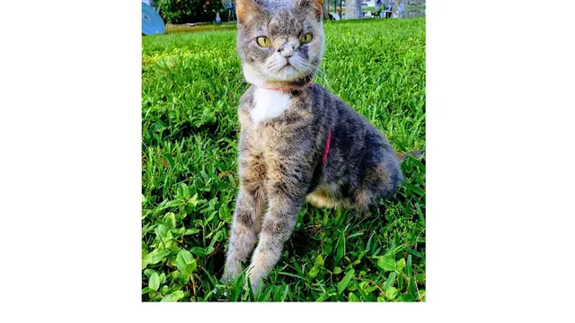 kucing