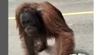 Heboh Video Orangutan Turun ke Jalan. foto: Instagram @cerita_sangattaku