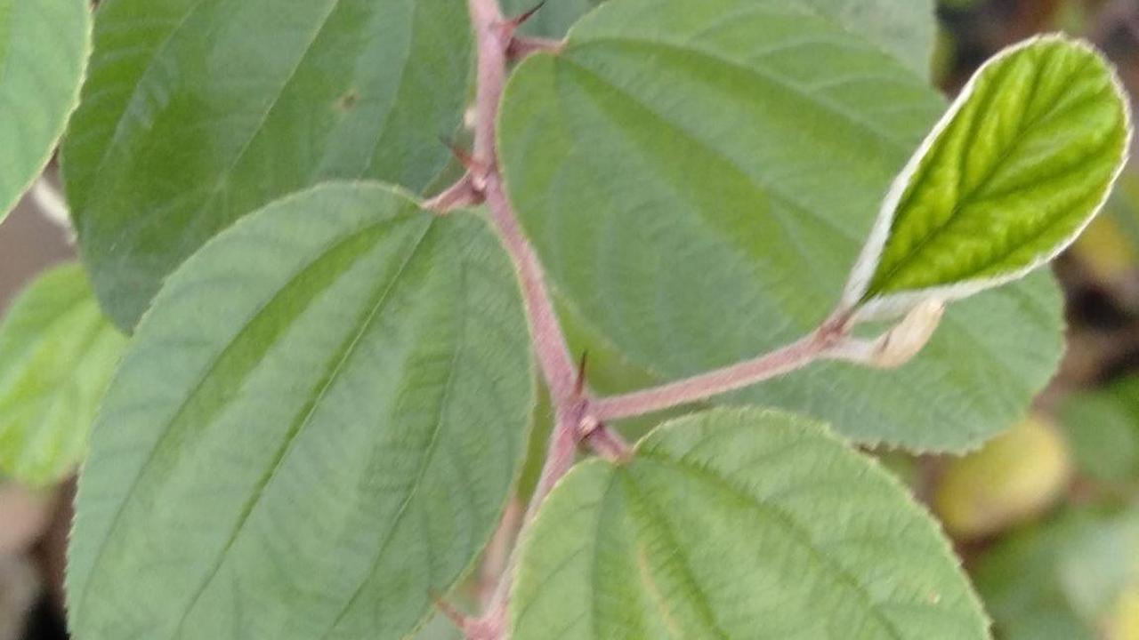 Manfaat Daun Bidara untuk Kesehatan, Bantu Atasi Sariawan