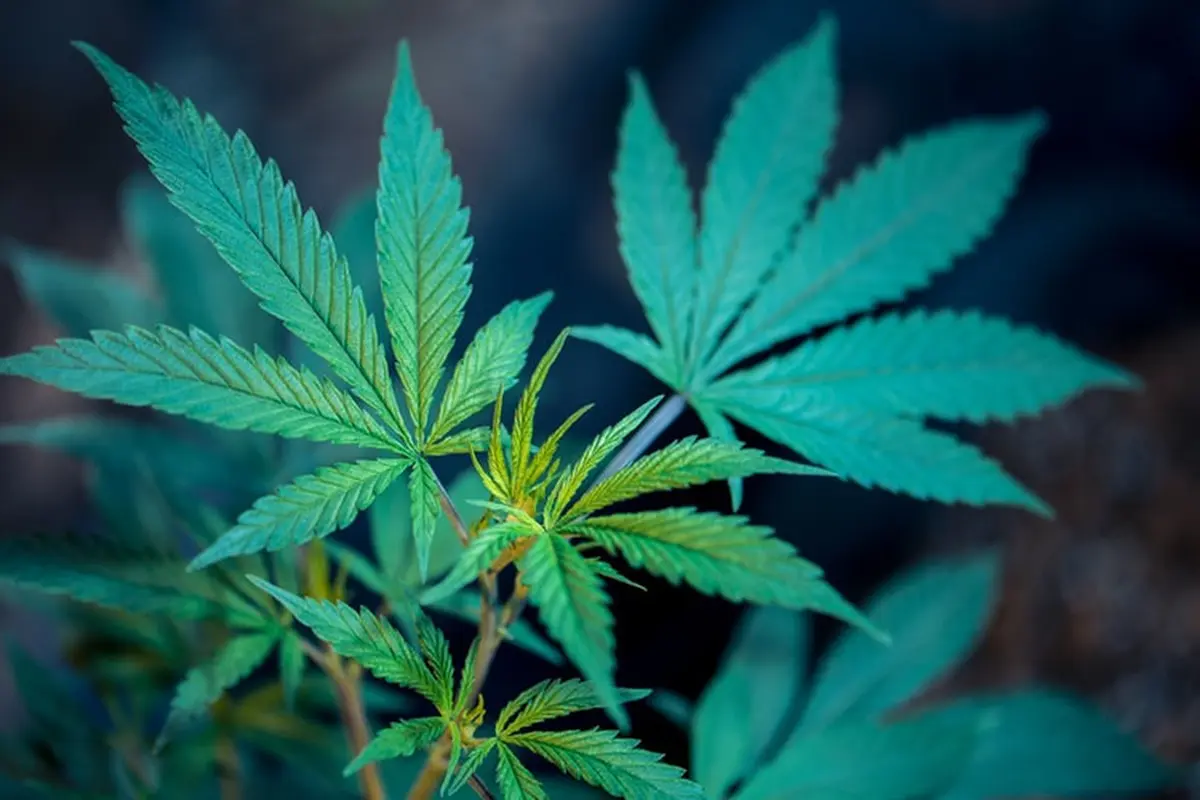 Ganja