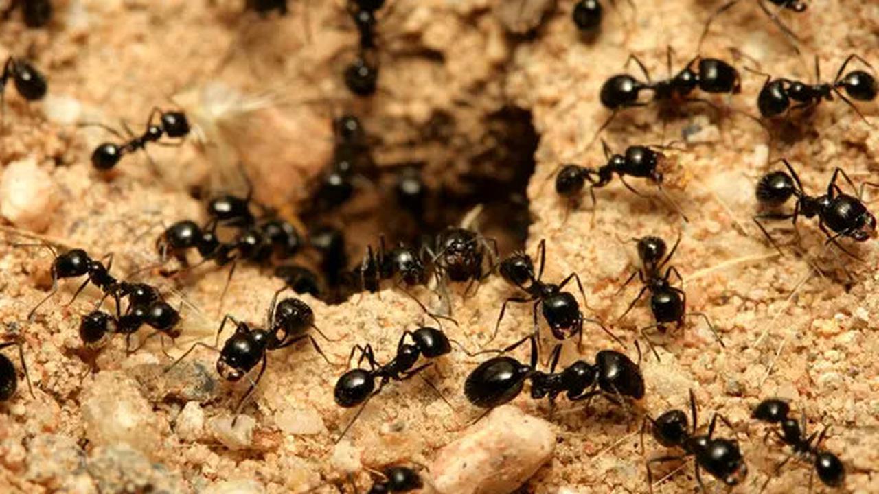 Semut Bawa Rezeki: Simbol Kerja Keras dan Pertanda Berkah