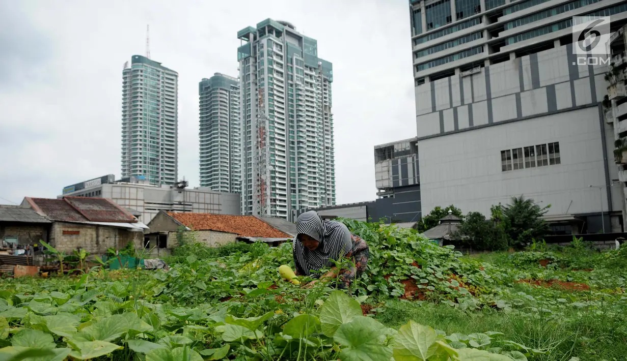 Petani memanen timun suri di Jakarta, Selasa (30/5). Timun suri tersebut dijual seharga Rp7.000-Rp30.000 per buah. (Liputan6.com/Gempur M Surya)
