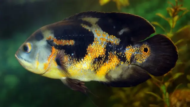 Ikan Oscar