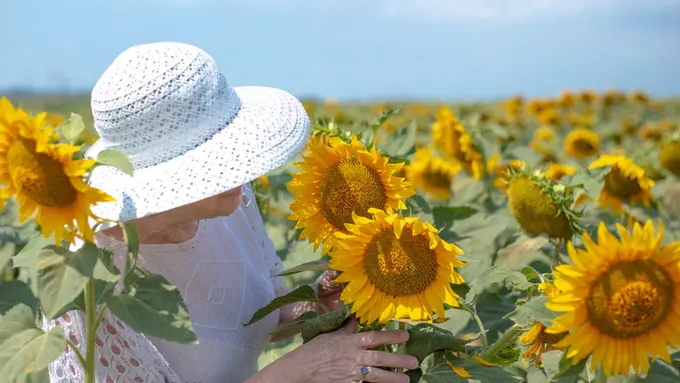 kisah bunga matahari