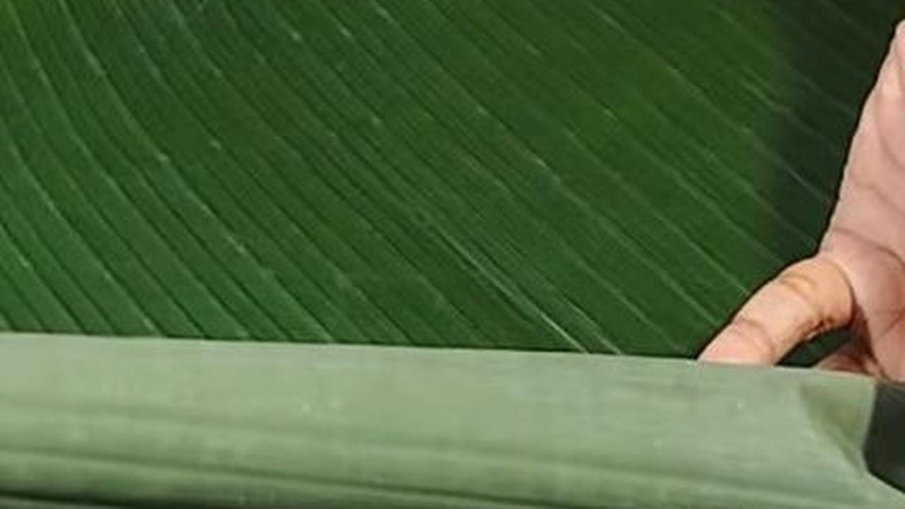 Gulung Daun Pisang