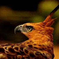 Elang Jawa (Via: Pinterest)