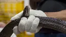 Petugas melakukan pemeriksaan kesehatan ular sebelum proses packing di salah satu perusahaan eksportir di Surabaya, 13 Februari 2019. Sebanyak 800 ekor ular jali dari Indonesia dalam keadaan hidup dikirim ke Guangzhou, China via udara (Juni Kriswanto/AFP)