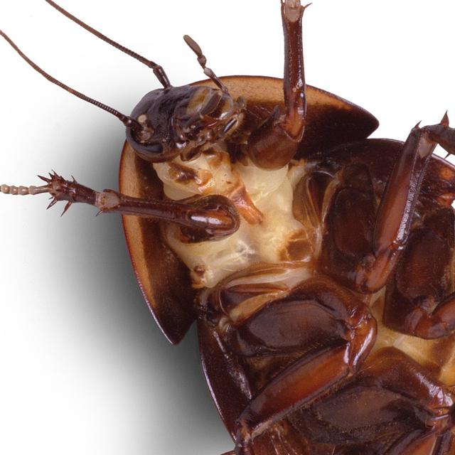 Waspada Saat Tidur Jangan Sampai Kemasukan Kecoak Kayak Dia