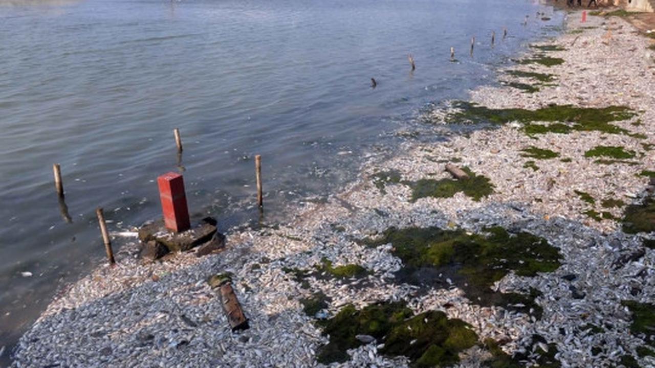 Jutaan ekor ikan berbagai jenis mati misterius di Pantai Ancol