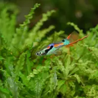 Festival ikan guppy. (Foto: Dok. Swasti International Guppy Festival 2019)