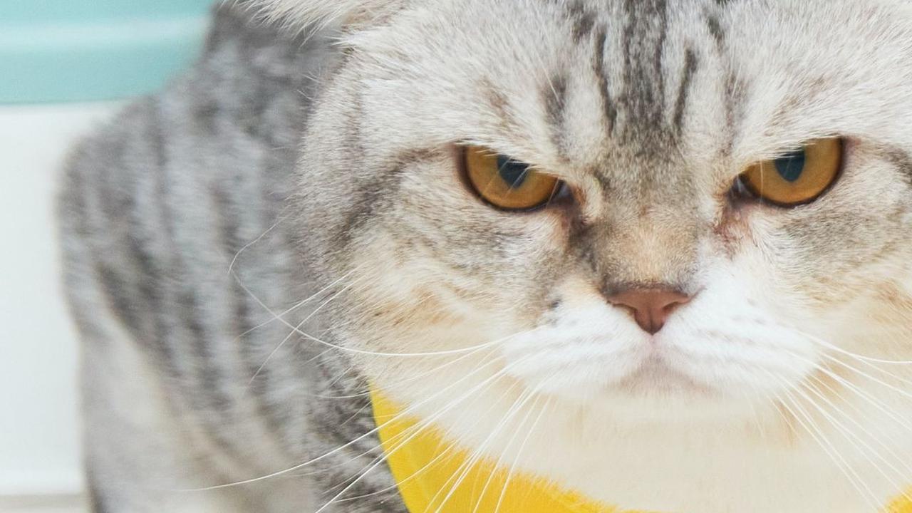 Cara Merawat Kucing Hamil
