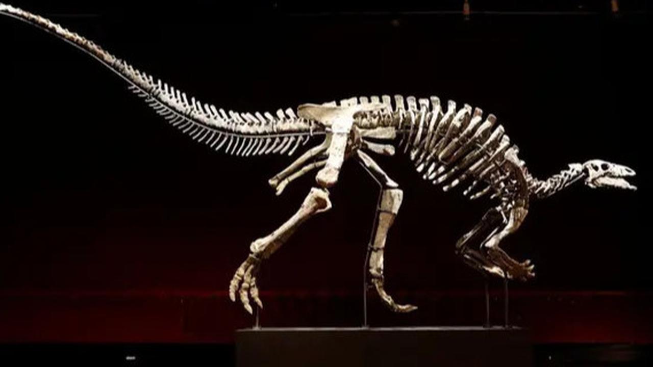 Penemuan Langka! Fosil Dinosaurus Terselip di Area Parkir