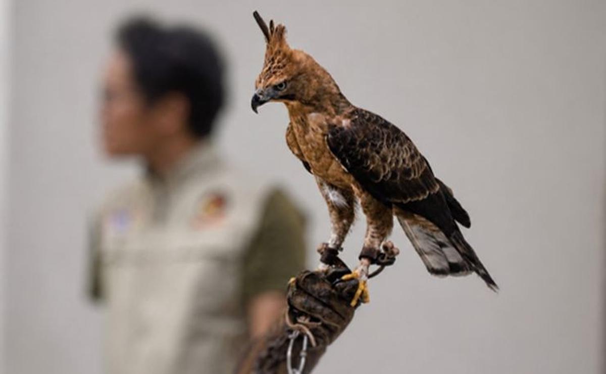 Elang Jawa yang merupakan inspirasi lambang negara Indonesia, Garuda. (Dok Emtek)