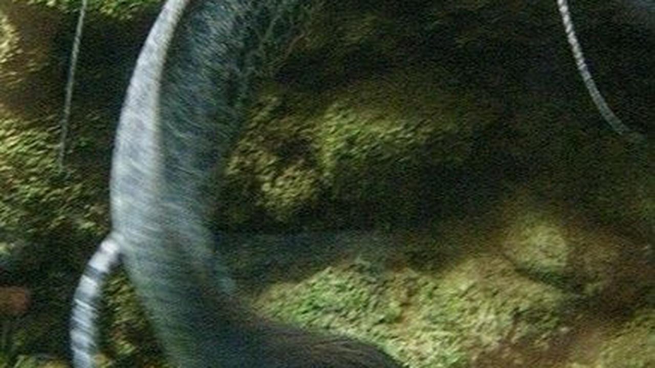 <b>Lungfish: Vertebrata Berusia 400 Juta Tahun</b>