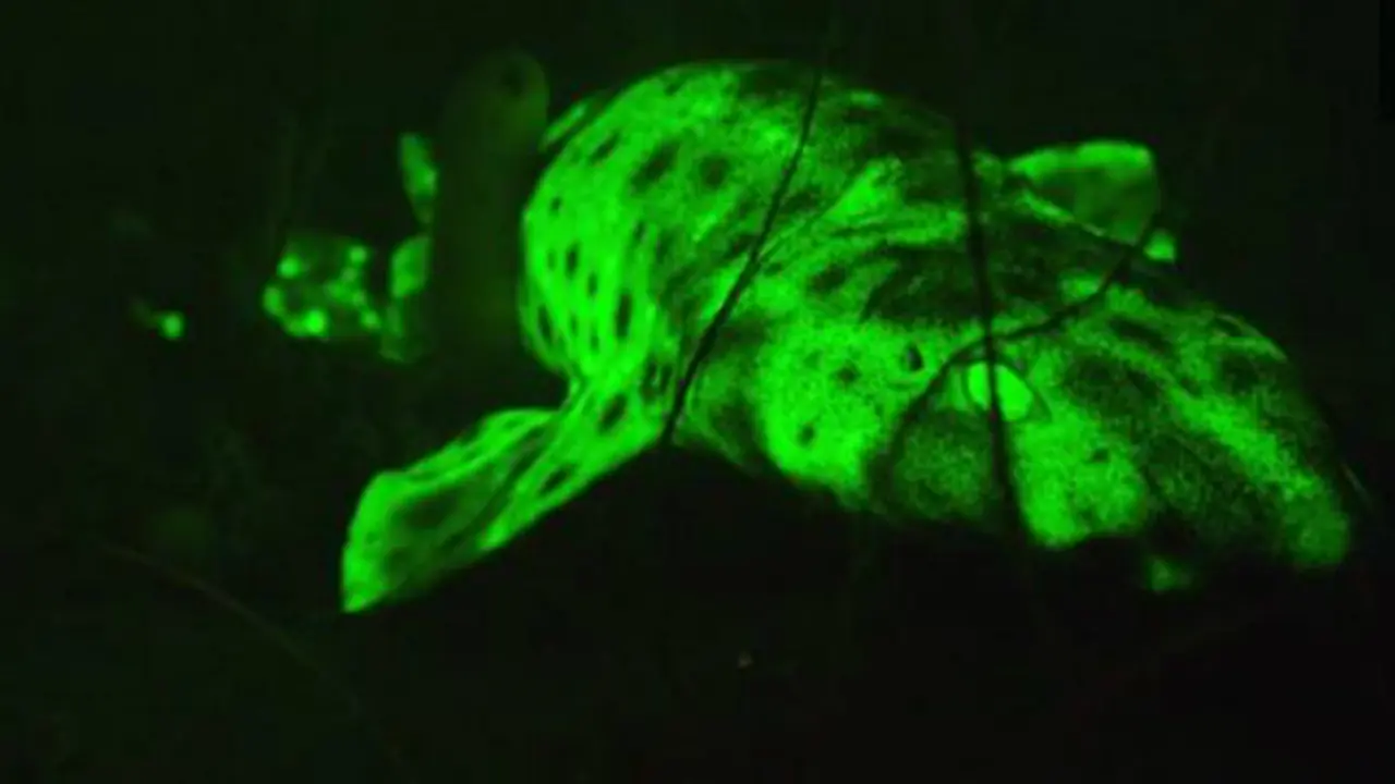 Jenis hiu yang ternyata melakukan biofluoresensi atau berpijar dengan warna hijau terang