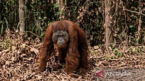 Kronologi Orangutan Muncul di Jalan Perlintasan Perusahaan Kutai Timur