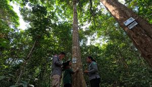 Apple dan WWF Indonesia Kolaborasi Jaga Bukit Tigapuluh di Sumatra. (Doc WWF Indonesia)