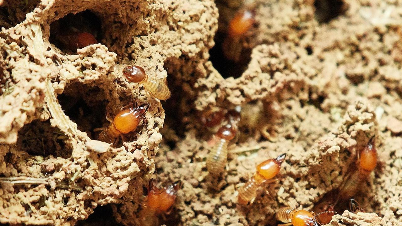 Waspada Rayap! Kenali Tanda Kayu di Rumah Mulai Rapuh dan Cara Mengatasinya