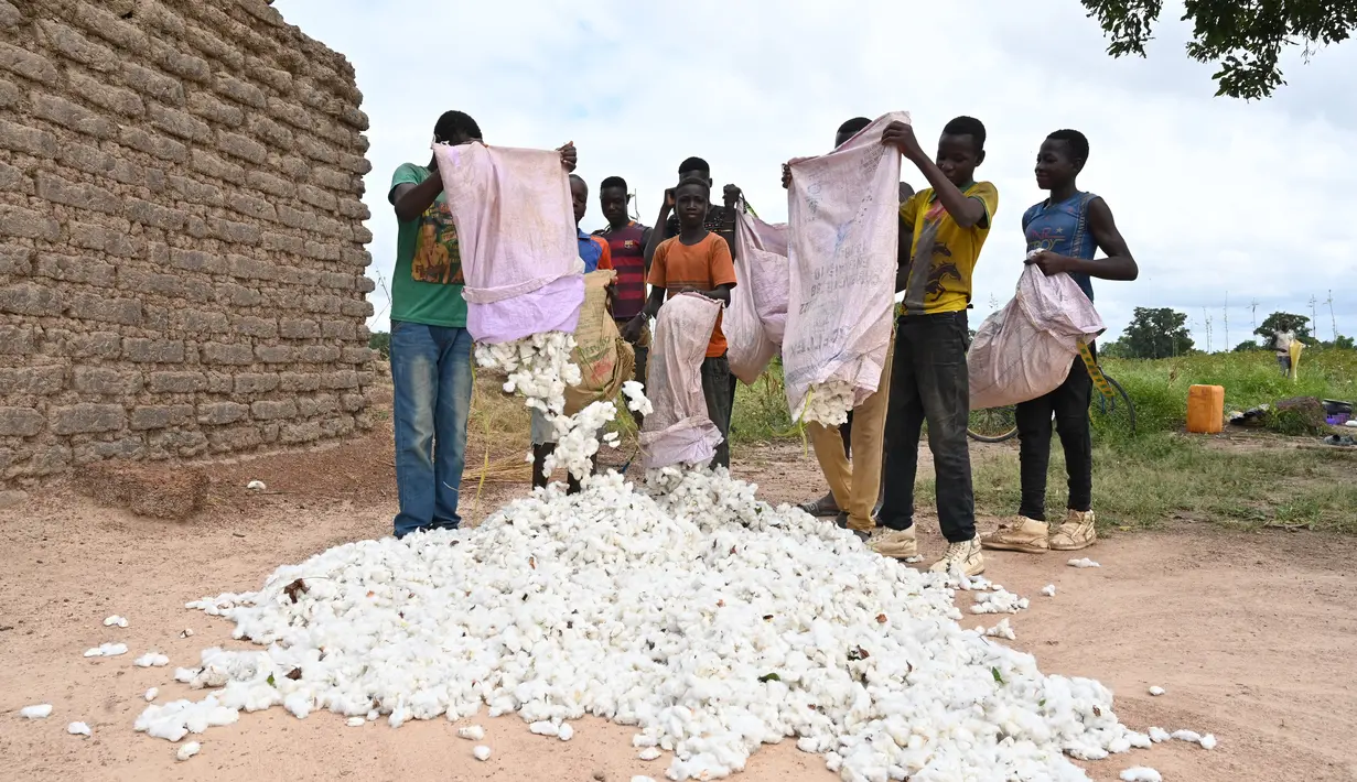 Sejumlah petani memilah kapas dekat Boromo di Burkina Faso, 19 Oktober 2021. Jutaan orang di Burkina Faso mengandalkan hidupnya dari kapas. (ISSOUF SANOGO/AFP)