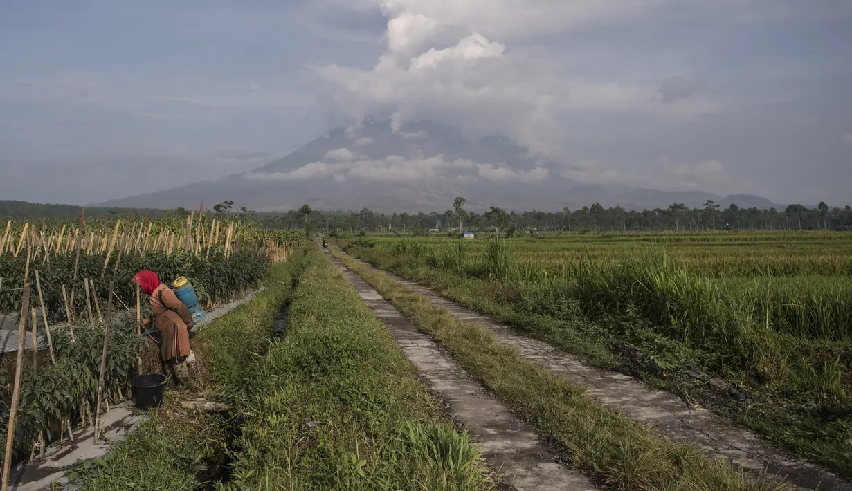 Seorang warga bekerja di lahan pertanian pasca erupsi Gunung Semeru di Lumajang, Provinsi Jawa Timur (3/12/2020). (AFP/Juni Kriswanto)