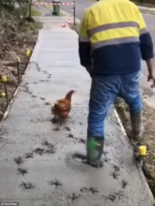 9 Tingkah Ayam Ganggu Manusia Ini Bikin Geregetan, Kocak