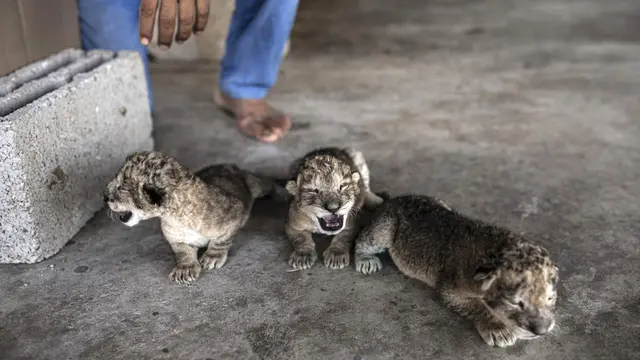 Tiga Anak Singa Lahir di Kebun Binatang Gaza