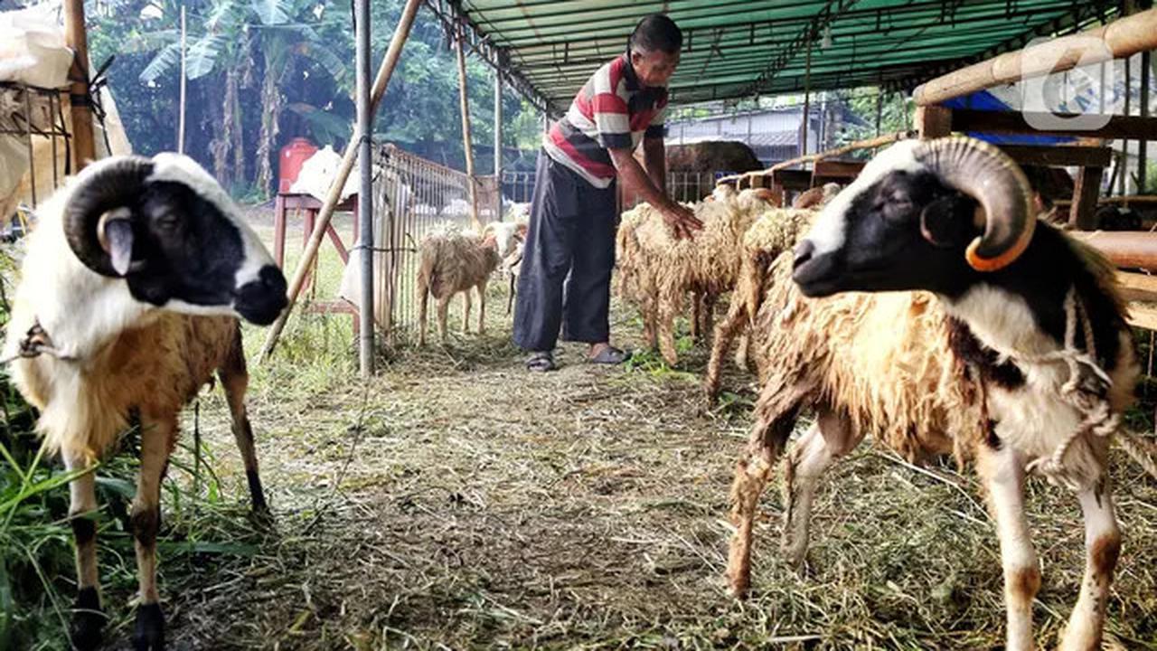 Jelang Idul Adha 1446 Hijriah, Penjualan Hewan Kurban Marak di Jakarta