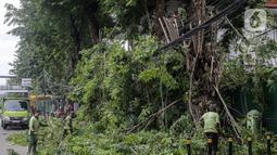 Petugas Sudin Kehutanan Kota Administrasi Jakarta Pusat memangkas pohon di kawasan Jalan Matraman Raya, Kamis (5/1/2023). Memasuki musim hujan , beberapa pohon besar di tebang untuk menghindari tumbangnya pohon yang dapat menyebabkan kecelakaan. (Liputan6.com/Faizal Fanani)