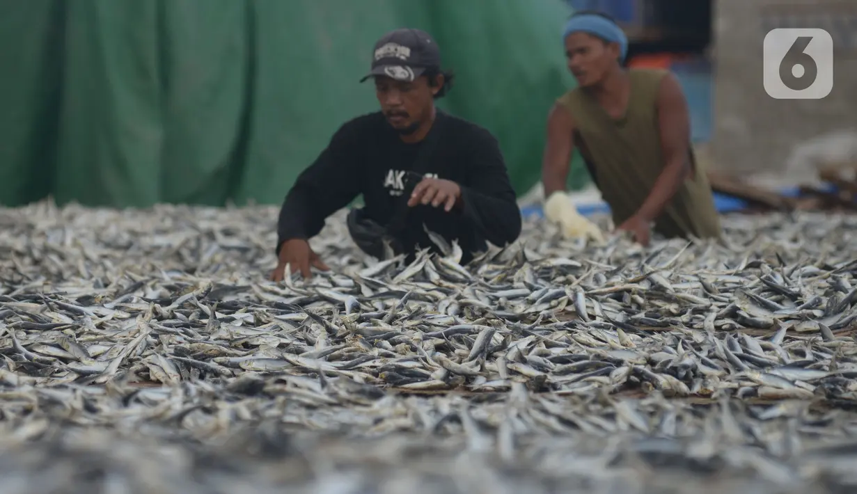 Pekerja menjemur ikan asin di Sentra Pengolahan Ikan Asin Kampung Nelayan Muara Angke, Jakarta, Selasa (16/11/2021). Produksi ikan asin mengalami harga stabil saat pandemi Covid-19 di level 1 dengan harga jual kisaran Rp 38 ribu per kilogram meski cuaca kurang baik. (merdeka.com/Imam Buhori)