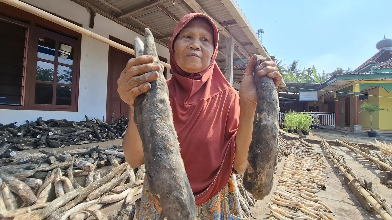 Petani singkong di Gunungkidul