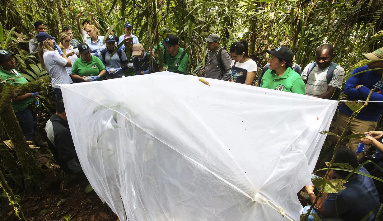 Bionalists bersiap untuk melepaskan katak beracun (Oophaga Lehmanni) di Cali, Kolombia, 1 Juni 2022. Oophaga Lehmanni adalah katak beracun yang keindahannya hampir membuatnya punah karena perdagangan ilegal. (Paola MAFLA/AFP)