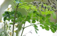 15 Khasiat Teh Daun Kelor, Rahasia Kesehatan dari 'Pohon Ajaib' untuk Menjaga Kebugaran Tubuh