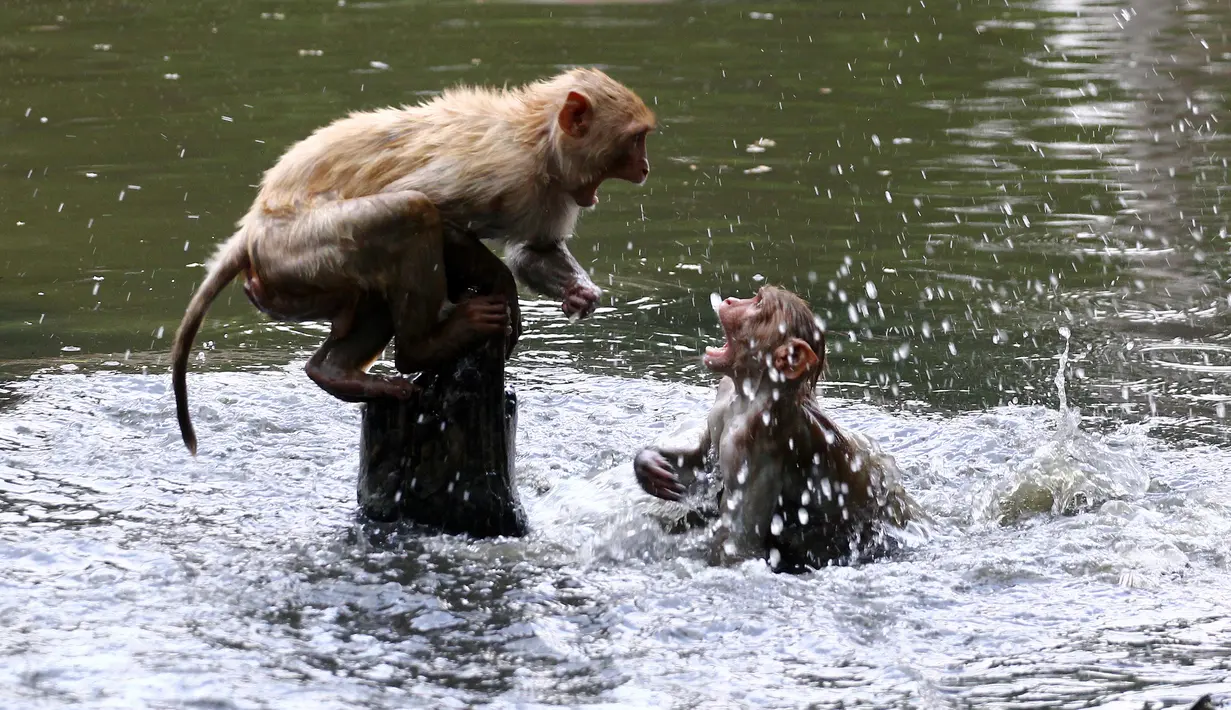 Monyet bereaksi setelah melompat ke sebuah kolam selama hari musim panas di Allahabad, di Uttar Pradesh, India, Rabu (26/5/2020). Pada Senin (24/5), panas terik mencengkeram Uttar Pradesh dan Allahabad adalah tempat terpanas di negara bagian itu dengan suhu 46,3 derajat Celcius. (SANJAY KANOJIA/AFP)