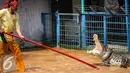 Seorang pawang menjinakan buaya dengan tongkat ketika menampilkan atraksi bersama buaya di Taman Wisata Buaya, Cibarusah, Jawa Barat, Minggu (26/7/2015). Atraksi berlangsung pada hari Minggu mulai dari pukul 11:00 dan 14:00. (Liputan6.com/Faizal Fanani)