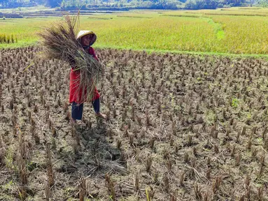 Petani memanen padi di lahan yang mengalami gagal panen di Desa Weninggalih, Kecamatan Jonggol, Kabupaten Bogor, Minggu (5/7/2026). (Merdeka.com/ Arie Basuki)