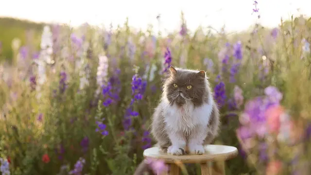 Persian