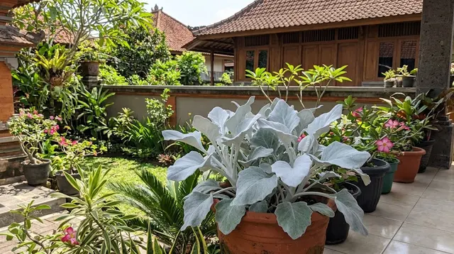 7 Tanaman Hias dengan Daun Berbulu yang Cocok untuk Taman dan Indoor