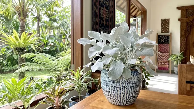 Senecio Candicans 'Angel Wings'/AI Generated