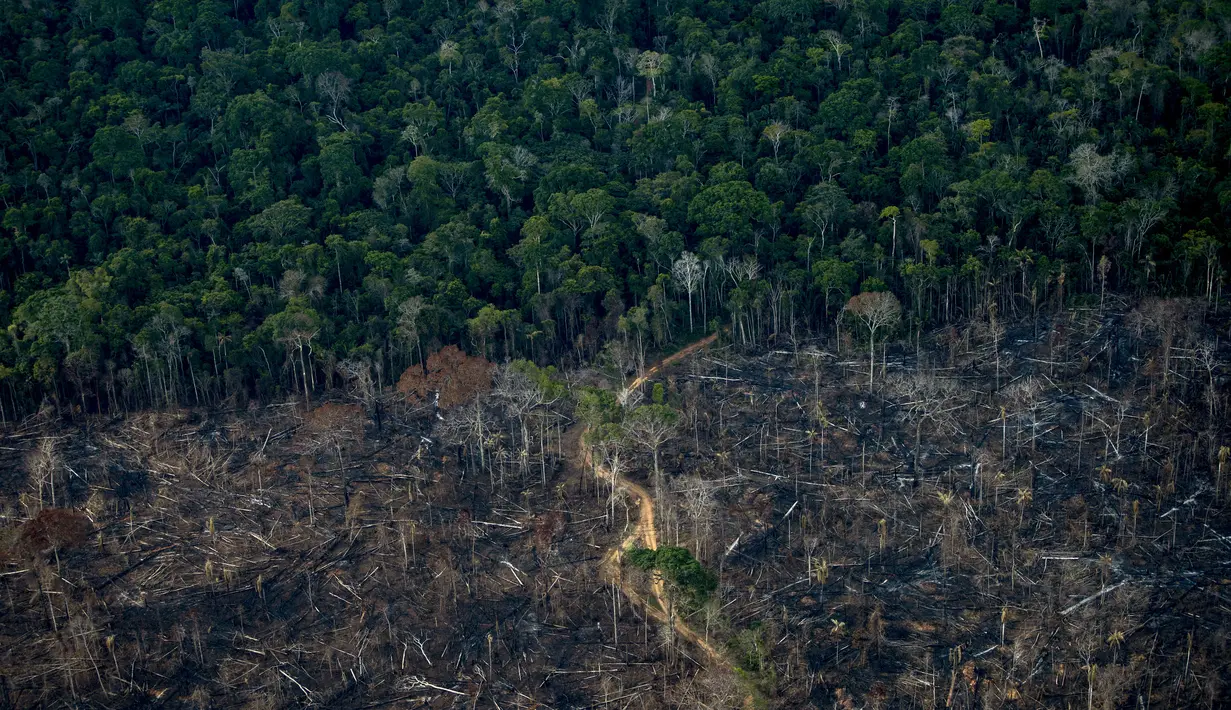 Deforestasi di hutan hujan Amazon Brasil mencapai tingkat tertinggi. Badan penelitian luar angkasa Brasil (Inpe) menemukan, deforestasi meningkat 22 persen dalam setahun. Data terakhir, sekitar 13.235 km persegi hilang selama periode 2020-21, jumlah tertinggi sejak 2006. (AFP/Carl De Souza)
